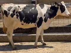 4 Preg 1st Lact | Group Avg 82# 4.1 3.2 SCC-13K 31407# 305me | Due 10-30 to 11-29 | All ⭐⭐⭐⭐4 STAR UDDERS! |🍼 46w 60w 62w 64w