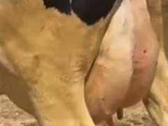 4 Preg 2nd Lact | Group Avg 104# 4.2 3.3 SCC-26K 32860# 305me | Due 12-21 to 3-10 | ⭐⭐⭐⭐⭐4 STAR UDDERS! | 56g 66g 68g 80g