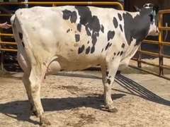 4 Preg 2nd Lact | Group Avg 104# 4.2 3.3 SCC-26K 32860# 305me | Due 12-21 to 3-10 | ⭐⭐⭐⭐⭐4 STAR UDDERS! | 56g 66g 68g 80g