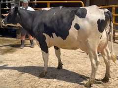 4 Preg 1st Lact | Group Avg 82# 4.1 3.2 SCC-13K 31407# 305me | Due 10-30 to 11-29 | All ⭐⭐⭐⭐4 STAR UDDERS! |🍼 46w 60w 62w 64w