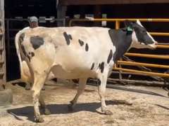 4 Preg 2nd Lact | Group Avg 104# 4.2 3.3 SCC-26K 32860# 305me | Due 12-21 to 3-10 | ⭐⭐⭐⭐⭐4 STAR UDDERS! | 56g 66g 68g 80g