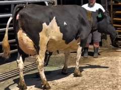 4 Preg 2nd Lact | Group Avg 104# 4.2 3.3 SCC-26K 32860# 305me | Due 12-21 to 3-10 | ⭐⭐⭐⭐⭐4 STAR UDDERS! | 56g 66g 68g 80g