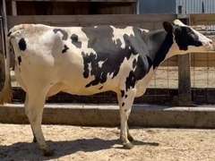 4 Preg 1st Lact | Group Avg 82# 4.1 3.2 SCC-13K 31407# 305me | Due 10-30 to 11-29 | All ⭐⭐⭐⭐4 STAR UDDERS! |🍼 46w 60w 62w 64w
