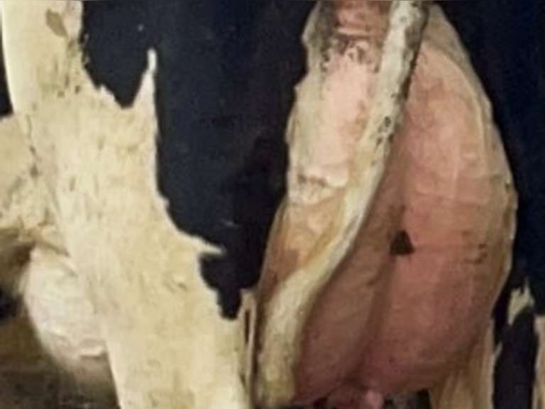(18) Fresh 1st Lact Holstein Heifers & (3) Fresh 2nd Lact Cows | Fresh 7-31 to 9-26 | 3X Group avg 35 DIM Easily 85-90#+,  All 5 & 4⭐Udders | ⭐STAR Herd, Avg 95# 4.0%F 3.2%P 60K SCC | Herringbone Parlor, Sand Stalls, Headlocks, Complete Herd Health & Vaccinations, AI Sired | They are back!! If you do not want the 2nd Lact, we can sort them off | Brearly Farms Sunfield, MI | Load By 10-20-23 (Rep Clay Papoi 517-526-1917) | 4583 4597 4623 4830 4838 4849 4861 4871 4872 4873 4881 4888 4890 4891 4892 4893 4898 4899 4904 4911
