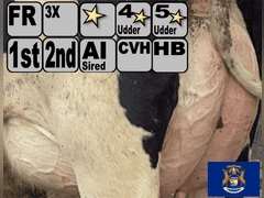 (18) Fresh 1st Lact Holstein Heifers & (3) Fresh 2nd Lact Cows | Fresh 7-31 to 9-26 | 3X Group avg 35 DIM Easily 85-90#+,  All 5 & 4⭐Udders | ⭐STAR Herd, Avg 95# 4.0%F 3.2%P 60K SCC | Herringbone Parlor, Sand Stalls, Headlocks, Complete Herd Health & Vaccinations, AI Sired | They are back!! If you do not want the 2nd Lact, we can sort them off | Brearly Farms Sunfield, MI | Load By 10-20-23 (Rep Clay Papoi 517-526-1917) | 4583 4597 4623 4830 4838 4849 4861 4871 4872 4873 4881 4888 4890 4891 4892 4893 4898 4899 4904 4911
