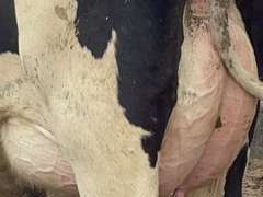 (18) Fresh 1st Lact Holstein Heifers & (3) Fresh 2nd Lact Cows | Fresh 7-31 to 9-26 | 3X Group avg 35 DIM Easily 85-90#+,  All 5 & 4⭐Udders | ⭐STAR Herd, Avg 95# 4.0%F 3.2%P 60K SCC | Herringbone Parlor, Sand Stalls, Headlocks, Complete Herd Health & Vaccinations, AI Sired | They are back!! If you do not want the 2nd Lact, we can sort them off | Brearly Farms Sunfield, MI | Load By 10-20-23 (Rep Clay Papoi 517-526-1917) | 4583 4597 4623 4830 4838 4849 4861 4871 4872 4873 4881 4888 4890 4891 4892 4893 4898 4899 4904 4911