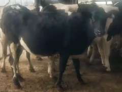 (9) Preg Holstein Heifers | Bred 5-8 Months to Angus or Holstein Bulls | Medium Flesh, Est Weight 1150-1250# | One Xbred in the group, Sort Off or Deduct $150 | Sand Stalls | Myall Farms Mason, MI | Load by 10-20-23 (Rep Paul Warner 517-231-8427) | 3 4 8 9 13 14 18 27 34 36
