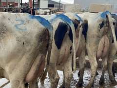 (18) Fresh 1st Lact Holstein Heifers & (3) Fresh 2nd Lact Cows | Fresh 7-31 to 9-26 | 3X Group avg 35 DIM Easily 85-90#+,  All 5 & 4⭐Udders | ⭐STAR Herd, Avg 95# 4.0%F 3.2%P 60K SCC | Herringbone Parlor, Sand Stalls, Headlocks, Complete Herd Health & Vaccinations, AI Sired | They are back!! If you do not want the 2nd Lact, we can sort them off | Brearly Farms Sunfield, MI | Load By 10-20-23 (Rep Clay Papoi 517-526-1917) | 4583 4597 4623 4830 4838 4849 4861 4871 4872 4873 4881 4888 4890 4891 4892 4893 4898 4899 4904 4911