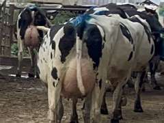 (18) Fresh 1st Lact Holstein Heifers & (3) Fresh 2nd Lact Cows | Fresh 7-31 to 9-26 | 3X Group avg 35 DIM Easily 85-90#+,  All 5 & 4⭐Udders | ⭐STAR Herd, Avg 95# 4.0%F 3.2%P 60K SCC | Herringbone Parlor, Sand Stalls, Headlocks, Complete Herd Health & Vaccinations, AI Sired | They are back!! If you do not want the 2nd Lact, we can sort them off | Brearly Farms Sunfield, MI | Load By 10-20-23 (Rep Clay Papoi 517-526-1917) | 4583 4597 4623 4830 4838 4849 4861 4871 4872 4873 4881 4888 4890 4891 4892 4893 4898 4899 4904 4911