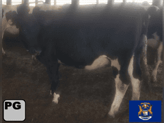 (9) Preg Holstein Heifers | Bred 5-8 Months to Angus or Holstein Bulls | Medium Flesh, Est Weight 1150-1250# | One Xbred in the group, Sort Off or Deduct $150 | Sand Stalls | Myall Farms Mason, MI | Load by 10-20-23 (Rep Paul Warner 517-231-8427) | 3 4 8 9 13 14 18 27 34 36