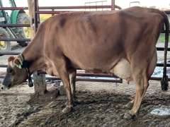 (2) Fresh 3rd Lact Cows | Fresh 10-17-23 | Group Avg 70# 4.9 3.89 88# ECM SCC-28K | gNM$ Avg 260 (143-376) gCM$ Avg 266 (146-385) | All a2a2 | 4167 4168