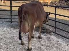 (4) Preg 1st Lact Heifers | Due 4-15 to 5-9 , All Bred Sexed - Calves on Board Avg 567 pNM$ | Group Avg 48# 6.3 4.3 71# ECM SCC-155K 4⭐ Udders | IDS Avg 4 4 3 3 3 | All a2a2 | 4767 4782 4823 4853