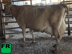 (2) Fresh 3rd Lact Cows | Fresh 10-17-23 | Group Avg 70# 4.9 3.89 88# ECM SCC-28K | gNM$ Avg 260 (143-376) gCM$ Avg 266 (146-385) | All a2a2 | 4167 4168