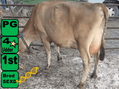 (4) Preg 1st Lact Heifers | Due 4-15 to 5-9 , All Bred Sexed - Calves on Board Avg 567 pNM$ | Group Avg 48# 6.3 4.3 71# ECM SCC-155K 4⭐ Udders | IDS Avg 4 4 3 3 3 | All a2a2 | 4767 4782 4823 4853