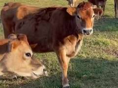 (16) Preg Heifers | Due 2-1 to 2-26 | All Bred Sexed & Calves On Board Avg 574 pNM$ | gNM$ Avg 400 (317-488) gCM$ Avg 408 (314-495) | Dams 305 me Avg 21723 1128 819 CFP 1948 | All a2a2 | 4929 4962 4969 4983 5000 5007 5013 5020 5036 5037 5047 5052 5053 5054 5072 5090 5095 | OUT #5020