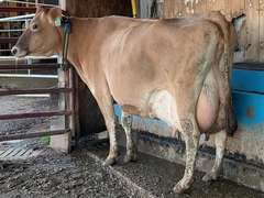 (2) Fresh 3rd Lact Cows | Fresh 10-17-23 | Group Avg 70# 4.9 3.89 88# ECM SCC-28K | gNM$ Avg 260 (143-376) gCM$ Avg 266 (146-385) | All a2a2 | 4167 4168