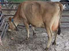 (4) Preg 1st Lact Heifers | Due 4-15 to 5-9 , All Bred Sexed - Calves on Board Avg 567 pNM$ | Group Avg 48# 6.3 4.3 71# ECM SCC-155K 4⭐ Udders | IDS Avg 4 4 3 3 3 | All a2a2 | 4767 4782 4823 4853