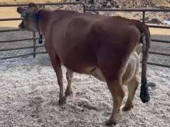 (4) Preg 1st Lact Heifers | Due 4-15 to 5-9 , All Bred Sexed - Calves on Board Avg 567 pNM$ | Group Avg 48# 6.3 4.3 71# ECM SCC-155K 4⭐ Udders | IDS Avg 4 4 3 3 3 | All a2a2 | 4767 4782 4823 4853