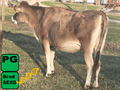 (16) Preg Heifers | Due 2-1 to 2-26 | All Bred Sexed & Calves On Board Avg 574 pNM$ | gNM$ Avg 400 (317-488) gCM$ Avg 408 (314-495) | Dams 305 me Avg 21723 1128 819 CFP 1948 | All a2a2 | 4929 4962 4969 4983 5000 5007 5013 5020 5036 5037 5047 5052 5053 5054 5072 5090 5095 | OUT #5020