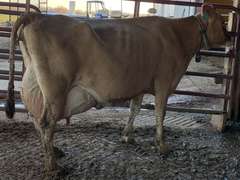 (2) Fresh 3rd Lact Cows | Fresh 10-17-23 | Group Avg 70# 4.9 3.89 88# ECM SCC-28K | gNM$ Avg 260 (143-376) gCM$ Avg 266 (146-385) | All a2a2 | 4167 4168