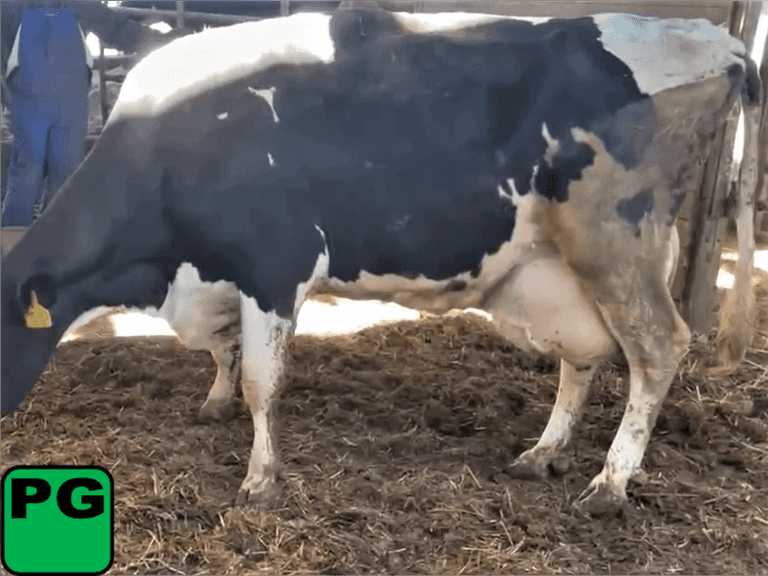 Fresh 2-15-22  Mkg 70  3.6%F  3.4%P   SCC(K) 33  Lact 6  Due 6-24 to 829XB707  305me 34031  Sire: 29HO14335 Born: 11-30-14  |3333214| 🍼🏴Block