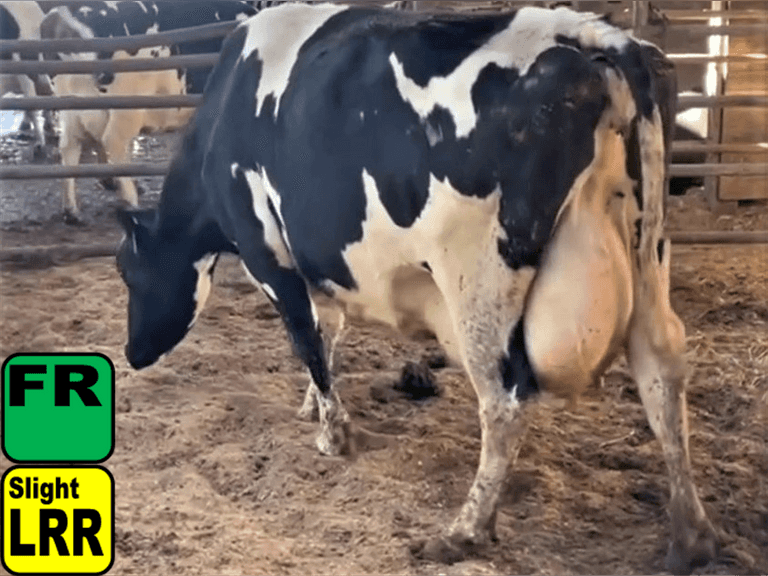 Fresh 2-12-23  Mkg 70  4.7%F  3.4%P   SCC(K) 214  Lact 6    305me 35590  Sire: 29HO13911 Born: 4-19-15  |3333315| 🏴SL LRR