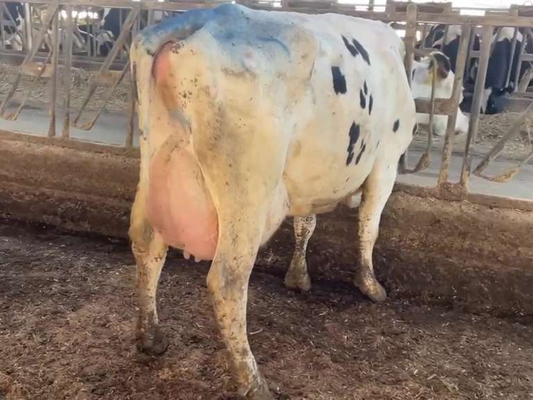 (5) Fresh 3rd Lact Holstein Cows| Fresh 12-6 to 2-3 | Avg 136# 3.7 2.9 SCC-16K 3rd Lact 305me Avg 36184# | ALL 4 & 5 Stars- Scores Avg 4 3 3 4 2 16  | Top Cow 162# & All Over 100# | Some Serviced | UD: #1891 Checked Open, #181 Preg | 111 181 1471 1870 1891