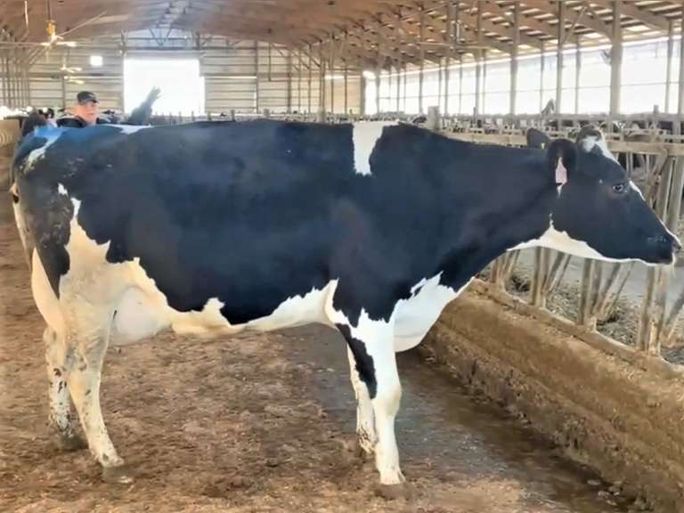 (4) Preg 4th+ Lact Holstein Cows| Due 6-19 to 7-28 | Avg 91# 4.1 3.3 SCC-38K 4th Lact 305me Avg 33904# | 4 STAR Udder Avg-Scores Avg 4 3 3 4 3 16| Top Cow 106# |1 Red & White Holstein | 582 648 1903 3589