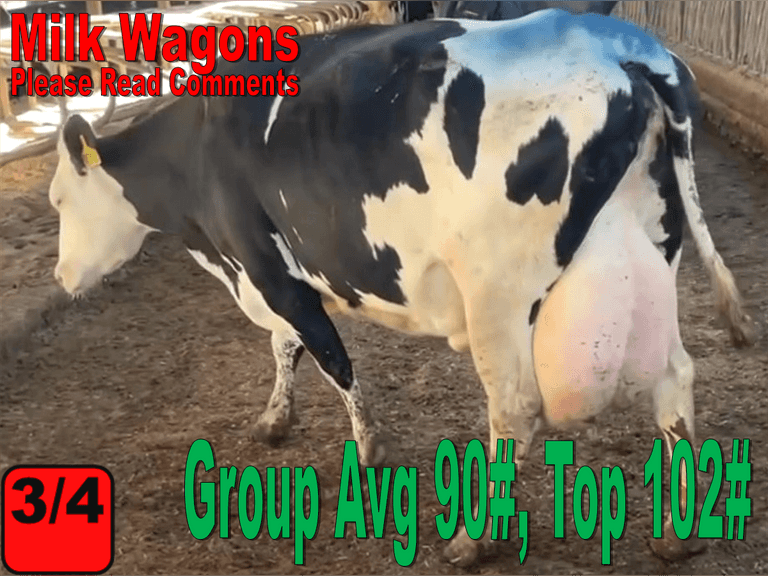MILKWAGON-(5) 3/4 Cows | Fresh 9-21 to 11-4 | Avg 90# 3.6 3.2 SCC-38K 5th Lact 305me Avg 30286# | Scores Avg 3 3 3 3 4 14 - Read Comments | Top Cow 102# | UD: #9252 Bred 3-24 | 878 886 939 972 9252