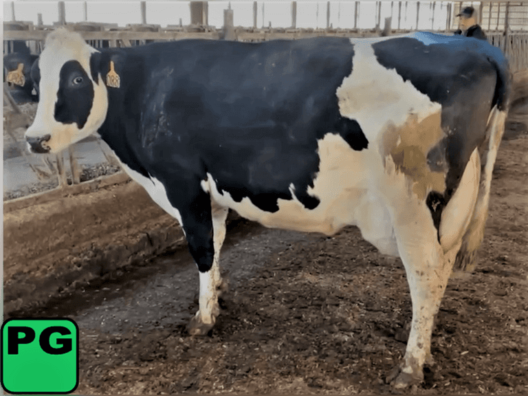 Fresh 7-30-22  Mkg 60  3.3%F  3.1%P   SCC(K) 71  Lact 5  Due 6-30 to 829XB707  305me 34955  Sire: 29HO14427 Born: 9-26-16  |3444415| 🍼