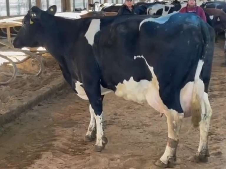 MILKWAGON-(5) 3/4 Cows | Fresh 9-21 to 11-4 | Avg 90# 3.6 3.2 SCC-38K 5th Lact 305me Avg 30286# | Scores Avg 3 3 3 3 4 14 - Read Comments | Top Cow 102# | UD: #9252 Bred 3-24 | 878 886 939 972 9252