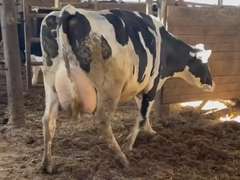 (5) Fresh 3rd Lact Holstein Cows| Fresh 12-6 to 2-3 | Avg 136# 3.7 2.9 SCC-16K 3rd Lact 305me Avg 36184# | ALL 4 & 5 Stars- Scores Avg 4 3 3 4 2 16  | Top Cow 162# & All Over 100# | Some Serviced | UD: #1891 Checked Open, #181 Preg | 111 181 1471 1870 1891