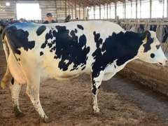 (5) Fresh 3rd Lact Holstein Cows| Fresh 12-6 to 2-3 | Avg 136# 3.7 2.9 SCC-16K 3rd Lact 305me Avg 36184# | ALL 4 & 5 Stars- Scores Avg 4 3 3 4 2 16  | Top Cow 162# & All Over 100# | Some Serviced | UD: #1891 Checked Open, #181 Preg | 111 181 1471 1870 1891