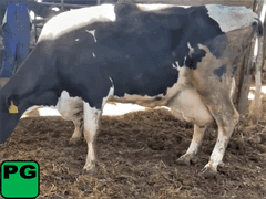Fresh 2-15-22  Mkg 70  3.6%F  3.4%P   SCC(K) 33  Lact 6  Due 6-24 to 829XB707  305me 34031  Sire: 29HO14335 Born: 11-30-14  |3333214| 🍼🏴Block