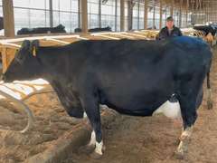MILKWAGON-(5) 3/4 Cows | Fresh 9-21 to 11-4 | Avg 90# 3.6 3.2 SCC-38K 5th Lact 305me Avg 30286# | Scores Avg 3 3 3 3 4 14 - Read Comments | Top Cow 102# | UD: #9252 Bred 3-24 | 878 886 939 972 9252