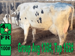(5) Fresh 3rd Lact Holstein Cows| Fresh 12-6 to 2-3 | Avg 136# 3.7 2.9 SCC-16K 3rd Lact 305me Avg 36184# | ALL 4 & 5 Stars- Scores Avg 4 3 3 4 2 16  | Top Cow 162# & All Over 100# | Some Serviced | UD: #1891 Checked Open, #181 Preg | 111 181 1471 1870 1891