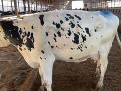 (4) Preg 4th+ Lact Holstein Cows| Due 6-19 to 7-28 | Avg 91# 4.1 3.3 SCC-38K 4th Lact 305me Avg 33904# | 4 STAR Udder Avg-Scores Avg 4 3 3 4 3 16| Top Cow 106# |1 Red & White Holstein | 582 648 1903 3589