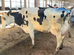 (5) Fresh 3rd Lact Holstein Cows| Fresh 12-6 to 2-3 | Avg 136# 3.7 2.9 SCC-16K 3rd Lact 305me Avg 36184# | ALL 4 & 5 Stars- Scores Avg 4 3 3 4 2 16  | Top Cow 162# & All Over 100# | Some Serviced | UD: #1891 Checked Open, #181 Preg | 111 181 1471 1870 1891