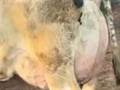 (5) Fresh 3rd Lact Holstein Cows| Fresh 12-6 to 2-3 | Avg 136# 3.7 2.9 SCC-16K 3rd Lact 305me Avg 36184# | ALL 4 & 5 Stars- Scores Avg 4 3 3 4 2 16  | Top Cow 162# & All Over 100# | Some Serviced | UD: #1891 Checked Open, #181 Preg | 111 181 1471 1870 1891