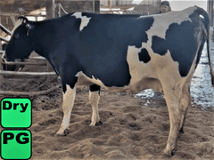 Dry & Dry Treated           LA SCC (L)  3.3  Lact 2  Due 3-28 to 829XB707  305me 26778    Born: 11-1-19  |3343313| 🍼