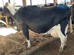MILKWAGON-(5) 3/4 Cows | Fresh 9-21 to 11-4 | Avg 90# 3.6 3.2 SCC-38K 5th Lact 305me Avg 30286# | Scores Avg 3 3 3 3 4 14 - Read Comments | Top Cow 102# | UD: #9252 Bred 3-24 | 878 886 939 972 9252