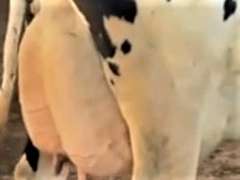 (5) Fresh 3rd Lact Holstein Cows| Fresh 12-6 to 2-3 | Avg 136# 3.7 2.9 SCC-16K 3rd Lact 305me Avg 36184# | ALL 4 & 5 Stars- Scores Avg 4 3 3 4 2 16  | Top Cow 162# & All Over 100# | Some Serviced | UD: #1891 Checked Open, #181 Preg | 111 181 1471 1870 1891