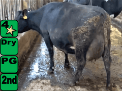 Dry & Dry Treated           LA SCC (L)  1.5  Lact 2  Due 5-6 to 829XB709  305me 30388    Born: 11-1-18  |4433312| X 🍼⭐⭐⭐⭐