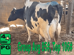 (4) Preg 4th+ Lact Holstein Cows| Due 6-19 to 7-28 | Avg 91# 4.1 3.3 SCC-38K 4th Lact 305me Avg 33904# | 4 STAR Udder Avg-Scores Avg 4 3 3 4 3 16| Top Cow 106# |1 Red & White Holstein | 582 648 1903 3589