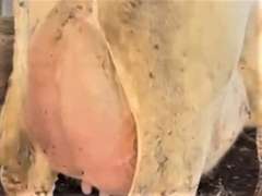 (5) Fresh 3rd Lact Holstein Cows| Fresh 12-6 to 2-3 | Avg 136# 3.7 2.9 SCC-16K 3rd Lact 305me Avg 36184# | ALL 4 & 5 Stars- Scores Avg 4 3 3 4 2 16  | Top Cow 162# & All Over 100# | Some Serviced | UD: #1891 Checked Open, #181 Preg | 111 181 1471 1870 1891