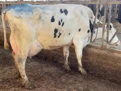 (5) Fresh 3rd Lact Holstein Cows| Fresh 12-6 to 2-3 | Avg 136# 3.7 2.9 SCC-16K 3rd Lact 305me Avg 36184# | ALL 4 & 5 Stars- Scores Avg 4 3 3 4 2 16  | Top Cow 162# & All Over 100# | Some Serviced | UD: #1891 Checked Open, #181 Preg | 111 181 1471 1870 1891