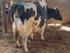 (4) Preg 4th+ Lact Holstein Cows| Due 6-19 to 7-28 | Avg 91# 4.1 3.3 SCC-38K 4th Lact 305me Avg 33904# | 4 STAR Udder Avg-Scores Avg 4 3 3 4 3 16| Top Cow 106# |1 Red & White Holstein | 582 648 1903 3589