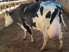 MILKWAGON-(5) 3/4 Cows | Fresh 9-21 to 11-4 | Avg 90# 3.6 3.2 SCC-38K 5th Lact 305me Avg 30286# | Scores Avg 3 3 3 3 4 14 - Read Comments | Top Cow 102# | UD: #9252 Bred 3-24 | 878 886 939 972 9252
