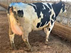 (5) Fresh 3rd Lact Holstein Cows| Fresh 12-6 to 2-3 | Avg 136# 3.7 2.9 SCC-16K 3rd Lact 305me Avg 36184# | ALL 4 & 5 Stars- Scores Avg 4 3 3 4 2 16  | Top Cow 162# & All Over 100# | Some Serviced | UD: #1891 Checked Open, #181 Preg | 111 181 1471 1870 1891