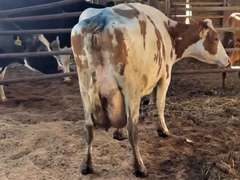 (4) Preg 4th+ Lact Holstein Cows| Due 6-19 to 7-28 | Avg 91# 4.1 3.3 SCC-38K 4th Lact 305me Avg 33904# | 4 STAR Udder Avg-Scores Avg 4 3 3 4 3 16| Top Cow 106# |1 Red & White Holstein | 582 648 1903 3589